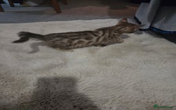 Bengal cats for sale:  1 stunning male bengal kitten (reduced price) - Image 25