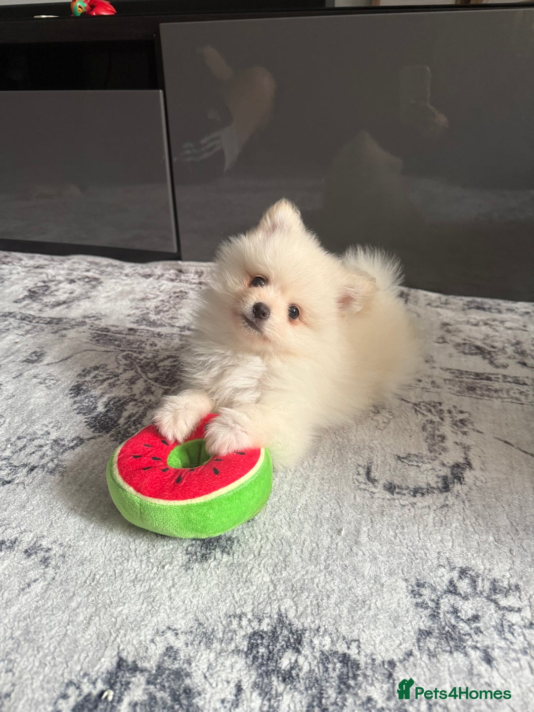 Female Pomeranian Kijiji Teacup Pomeranian Ckc Pomeranian Cheap