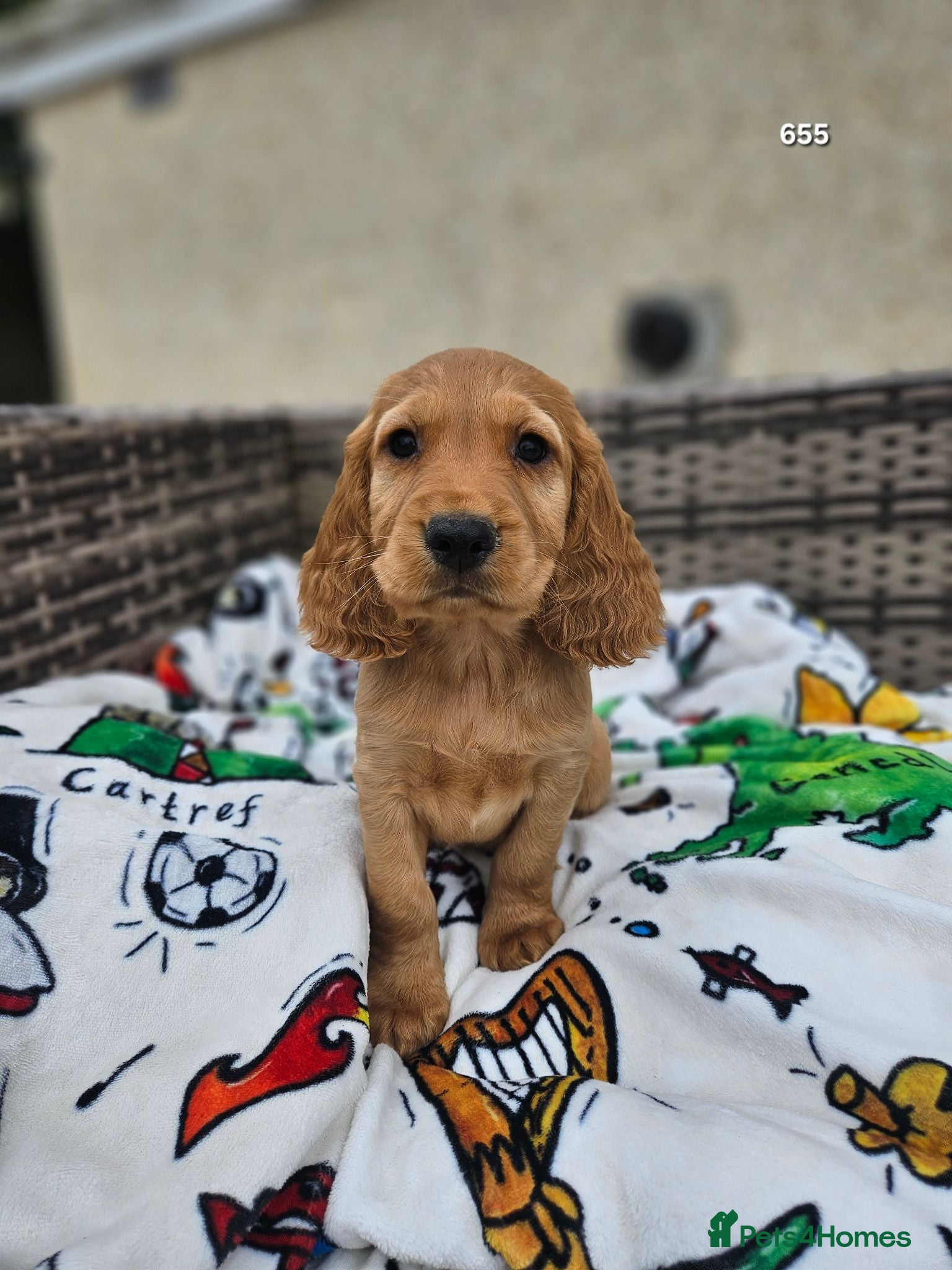 Cocker Spaniel dogs Gorgeous Golden Cocker Spaniel Puppies - Advert 1