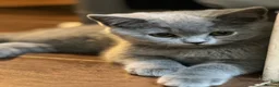 British Shorthair cats for sale: Blue British Shorthairs 2 Boys + 2 Girls - Advert 7