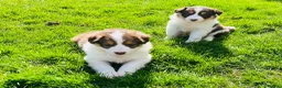 Border Collie dogs for sale: Beautiful Chocolate Tri & Lilac Tri  - Advert 11