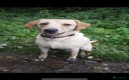 Labrador Retriever dogs for sale: stunning KC registed Labrador Retriever - Image 1