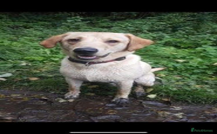 Labrador Retriever dogs - Advert 13