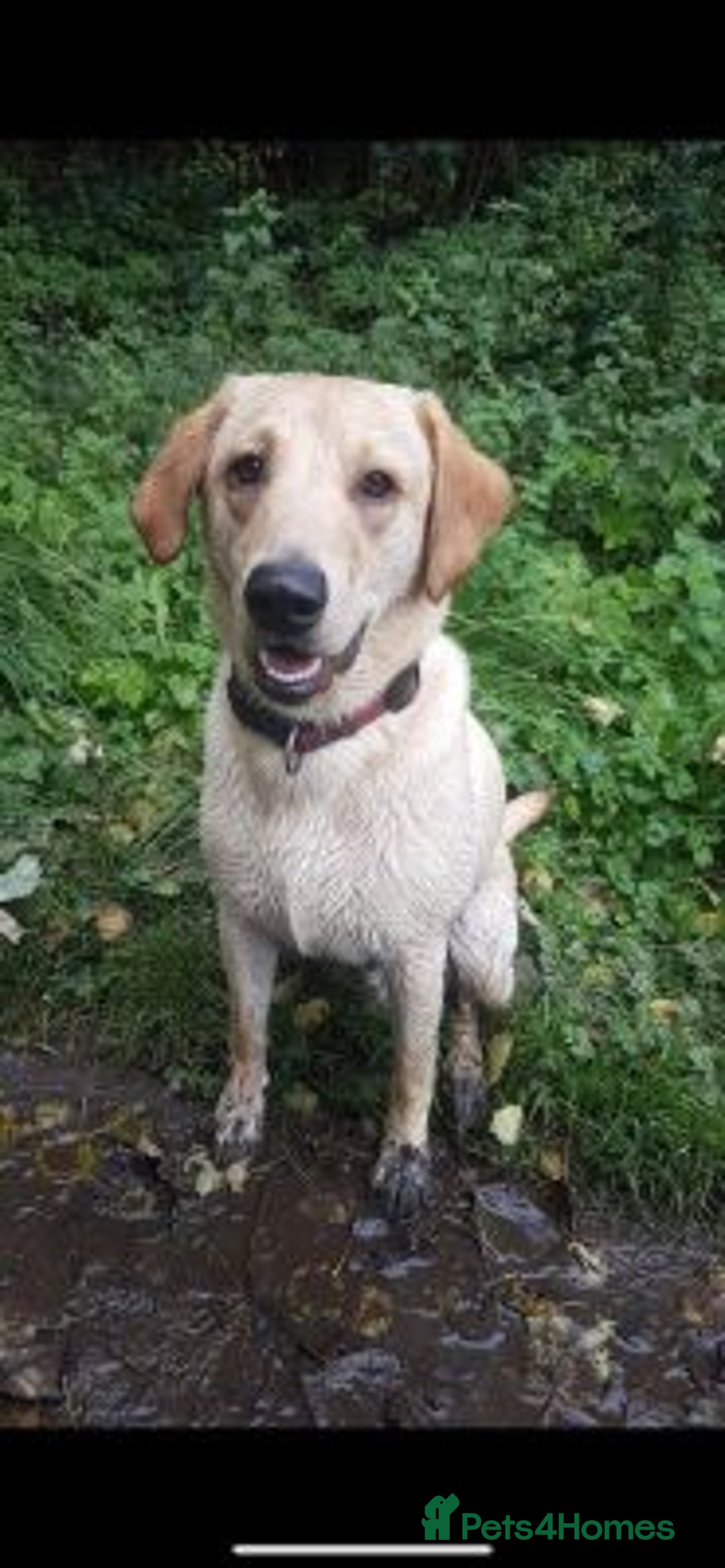 Labrador Retriever dogs for sale: stunning KC registed Labrador Retriever - Image 1