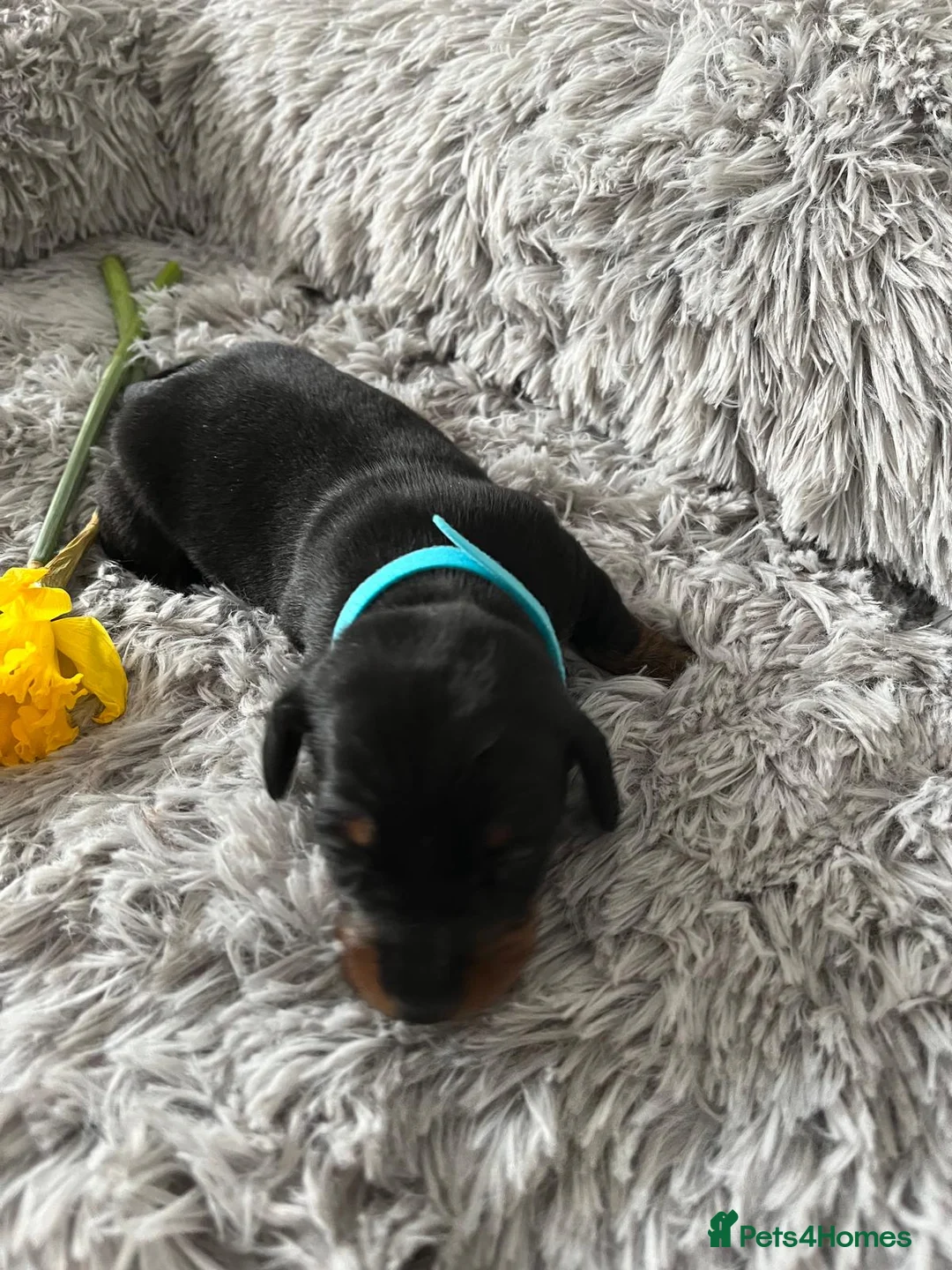 Miniature Dachshund dogs for sale: Miniature Dachshund  - Advert 5