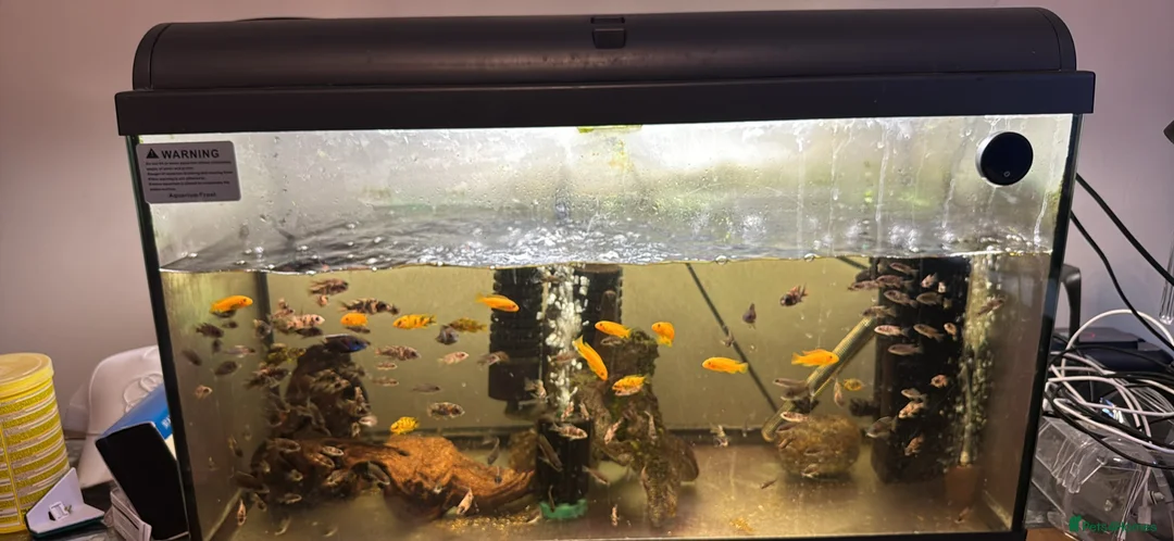 Cichlids fish for sale: Malawi cichlids peacock and mbunas  - Advert 1