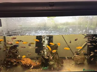 Cichlids fish Malawi cichlids peacock and mbunas - Advert 10