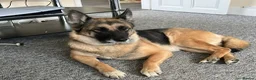 Mixed Breed dogs for sale: Anxious Girl needs rehoming in Market Rasen - Advert 4