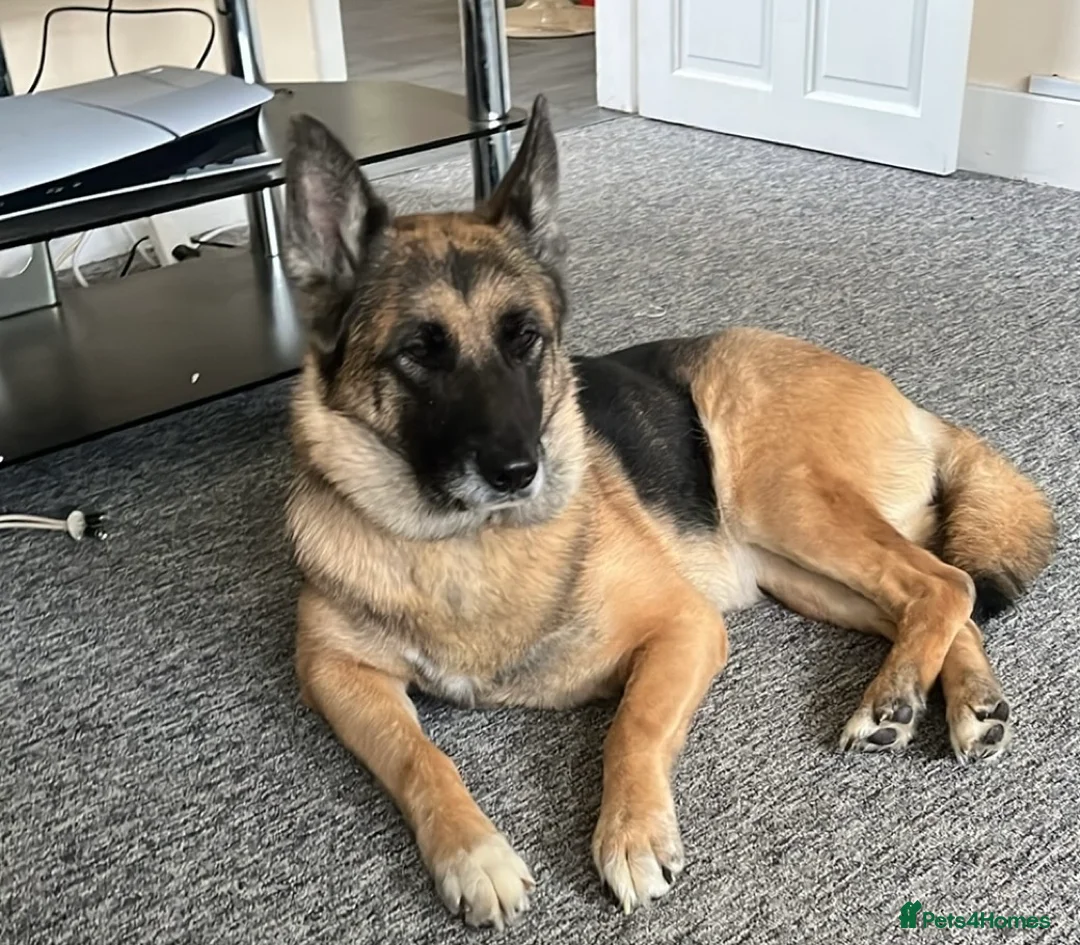 Mixed Breed dogs for sale: Anxious Girl needs rehoming in Market Rasen - Advert 4