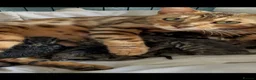 Bengal cats for sale: Rare Pedigree Zorro masked charcoal Bengal Kittens in Orpington - Advert 1