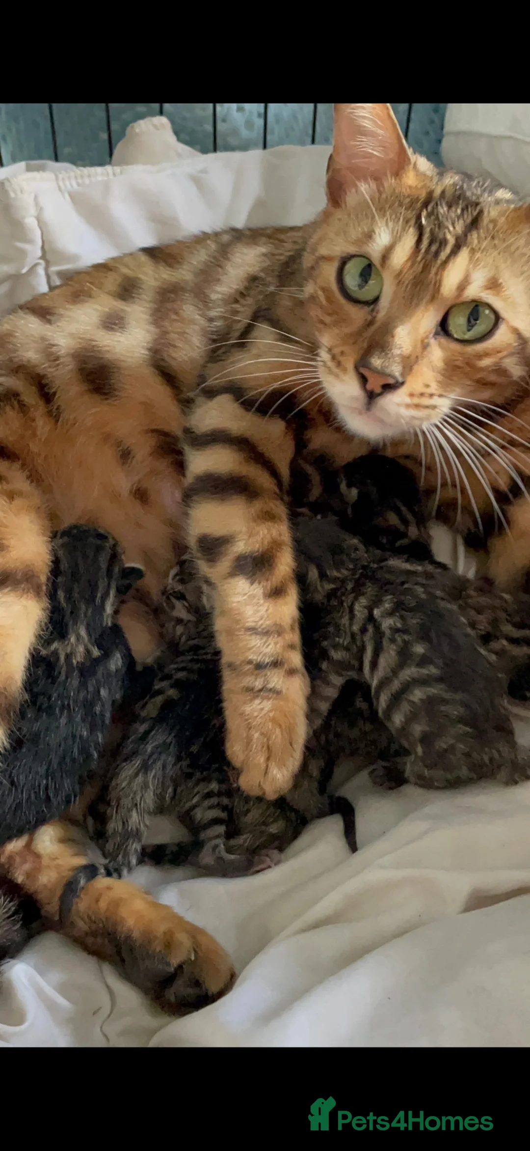 Bengal cats for sale: Rare Pedigree Zorro masked charcoal Bengal Kittens in Orpington - Advert 1