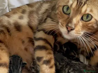 Bengal cats Snow Bengal Pedigree Kittens - Advert 3