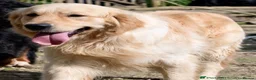 Golden Retriever dogs for sale: Show Line Golden Retriever pups available - Advert 8