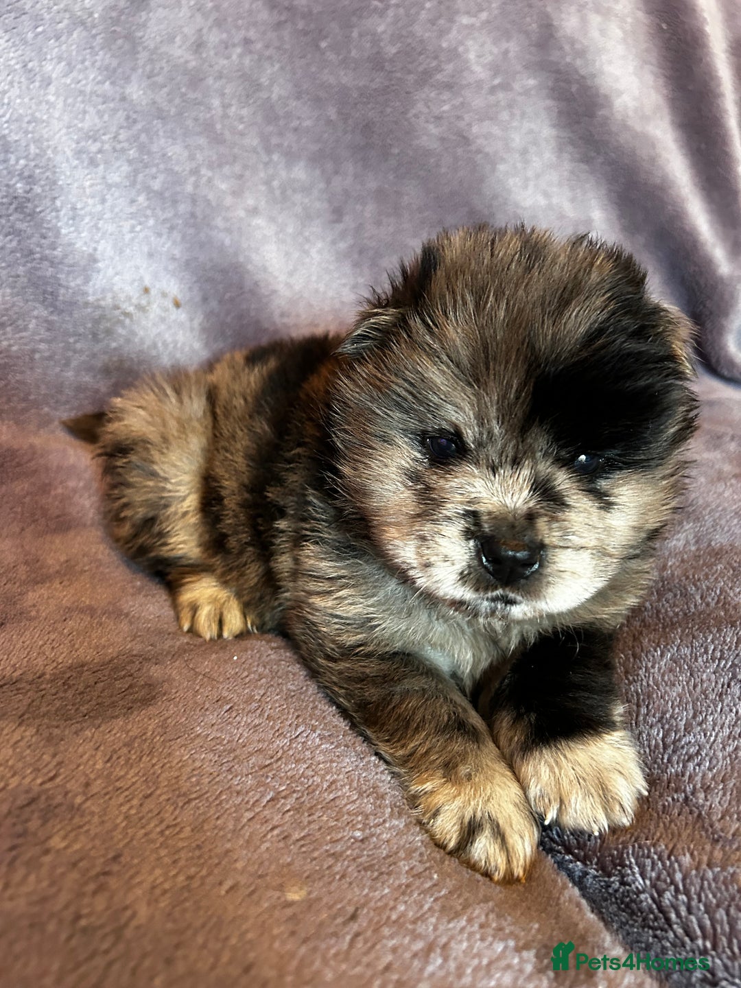 Chow Chow dogs for sale: Stunning chow chow puppies  - Advert 19