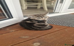 British Shorthair cats for sale: Cute british-shorthair kittens  - Image 20