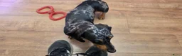 Miniature Dachshund dogs for sale: Miniature dashhound  - Advert 18