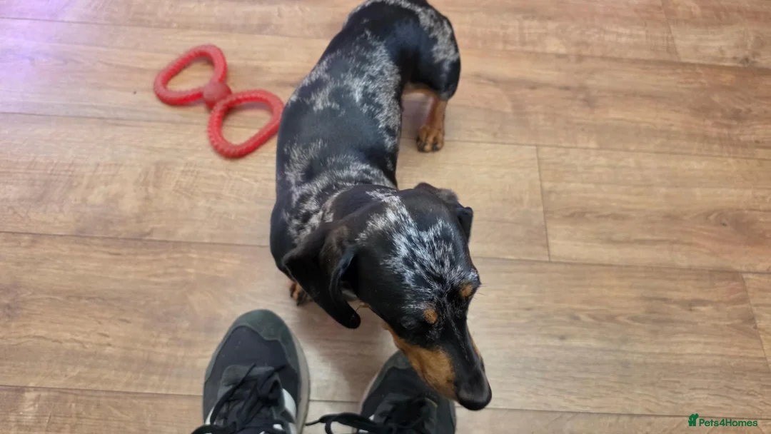 Miniature Dachshund dogs for sale: Miniature dashhound  - Advert 18