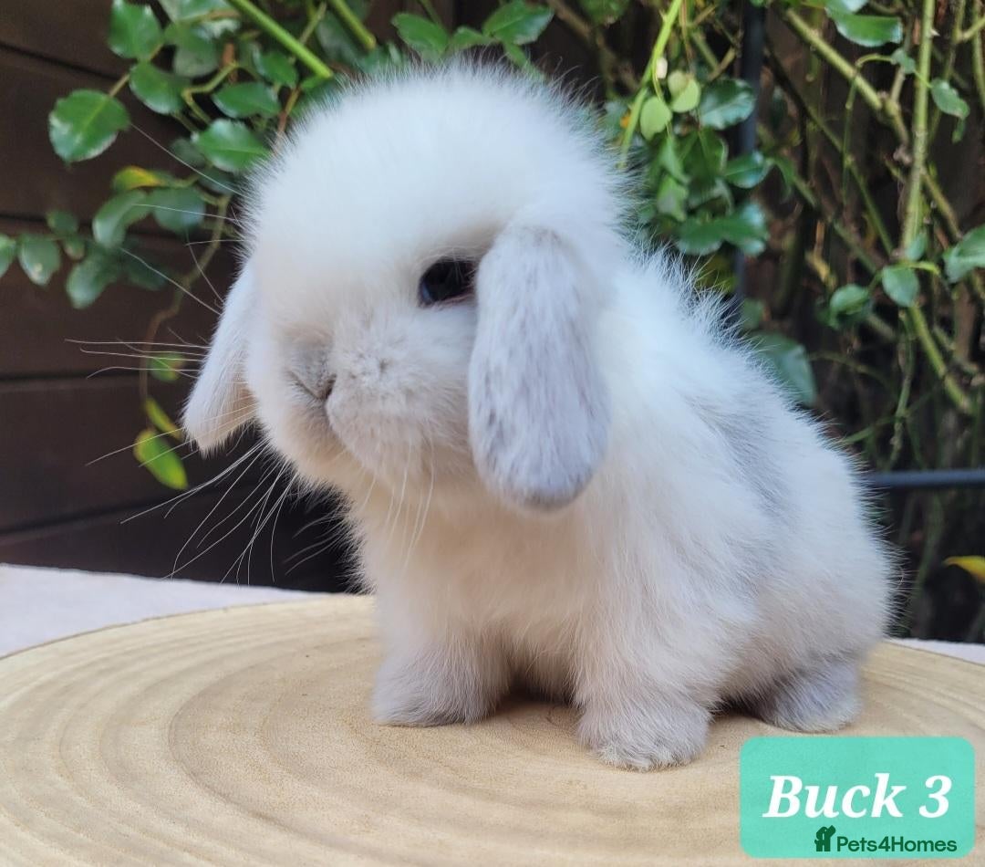 Mini Lop rabbits for sale: Pure bred mini lops.  - Advert 1