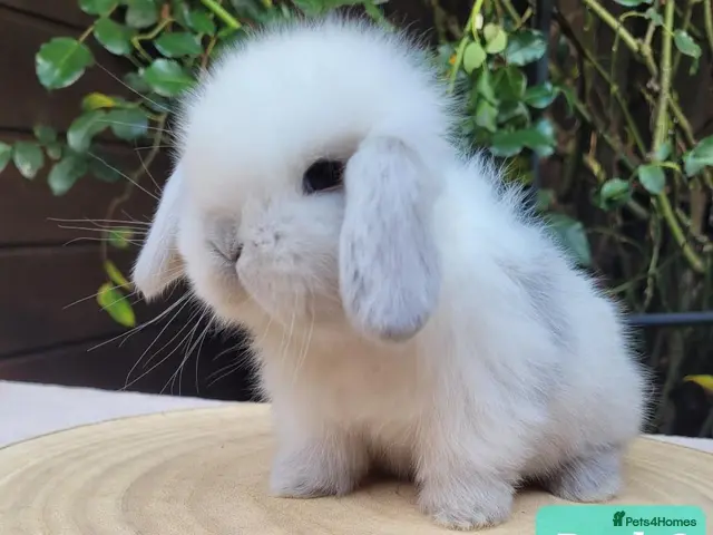 Mini Lop rabbits for sale: Pure bred mini lops. - Advert 1