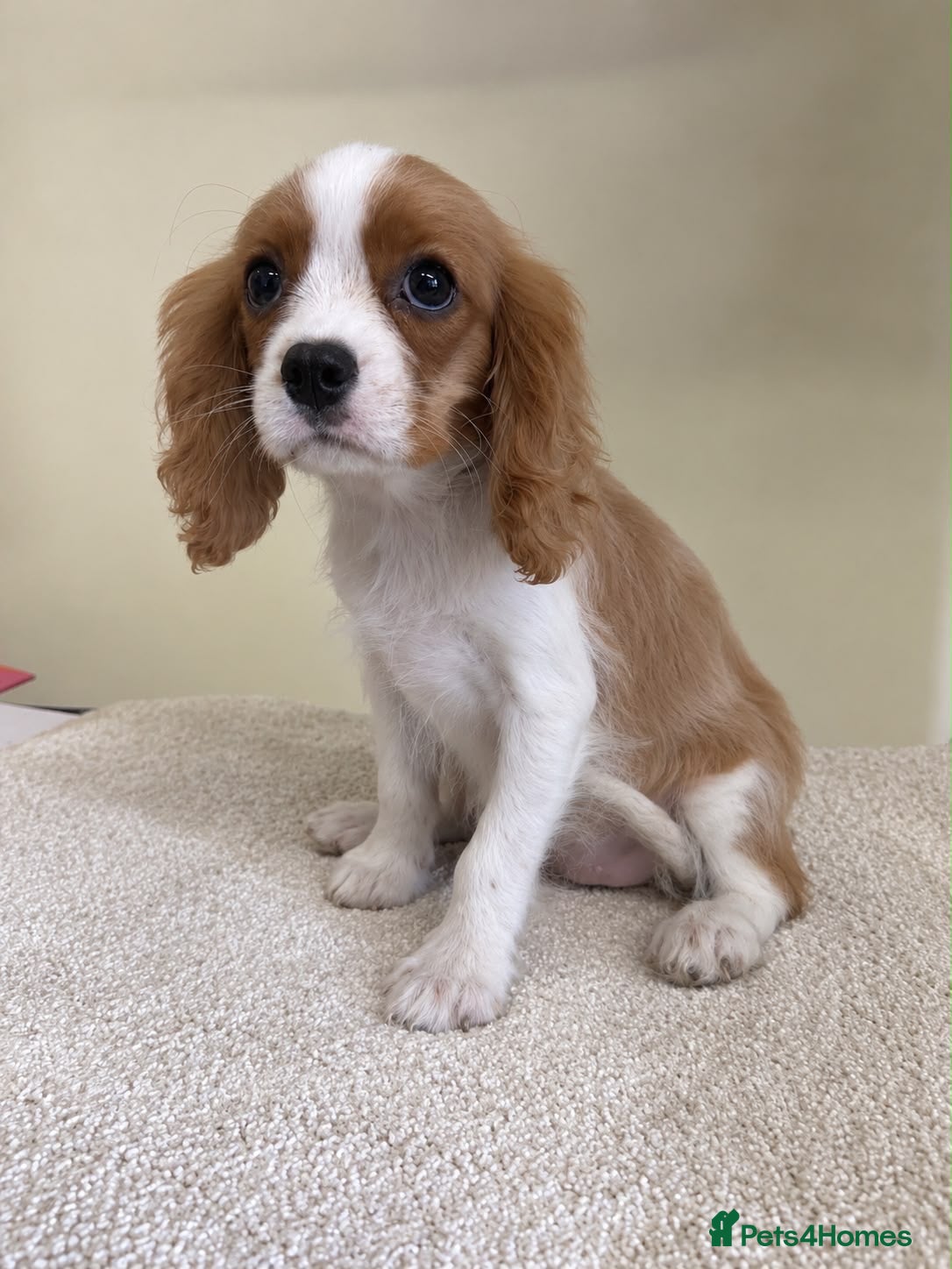 Cavalier King Charles Spaniel dogs for sale: CAVALIER KING CHARLES PUPS READY NOW KC REG  - Advert 1