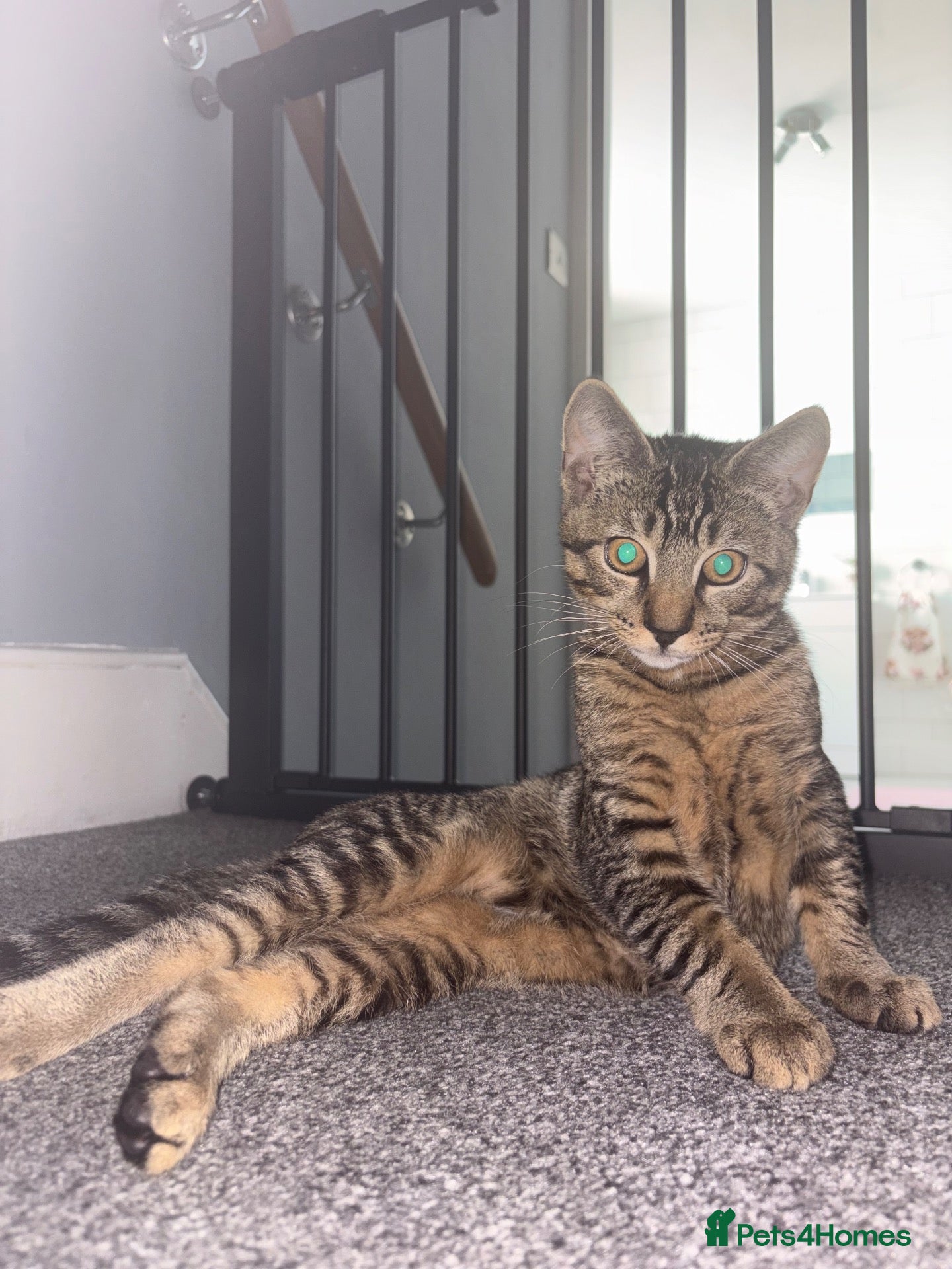 Mixed Breed cats My lovely Beau 🩵 - Advert 1