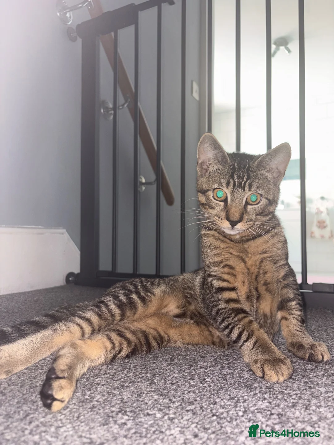 Mixed Breed cats for sale: My lovely Beau 🩵 - Advert 1