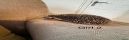 Pygmy Hedgehog rodents for sale: 2 x baby girl hedgehog - Advert 5