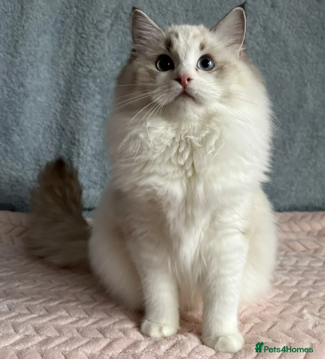 Ragdoll cats for sale: Two The last Boys Pedigree Ragdoll  Available - Advert 20