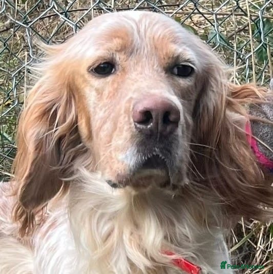English Setter dogs Lobo  - Advert 6