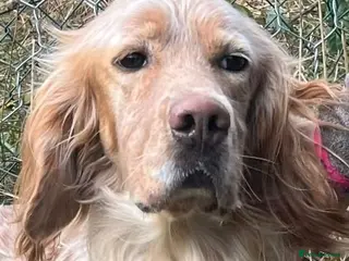 English Setter dogs Lobo - Advert 5