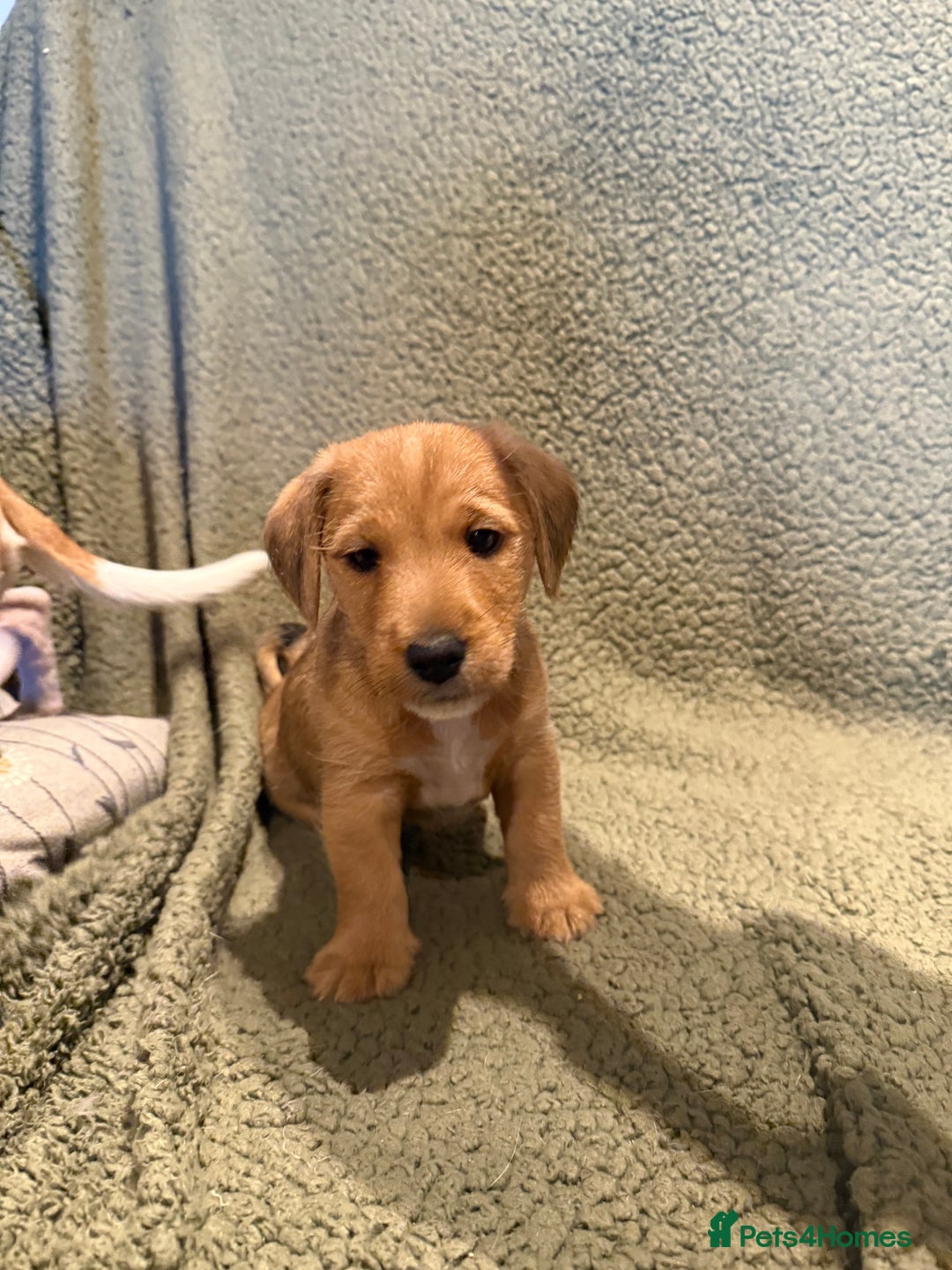 Mixed Breed dogs for sale: Jack Russell X Lakeland Terrier Puppies - Advert 4