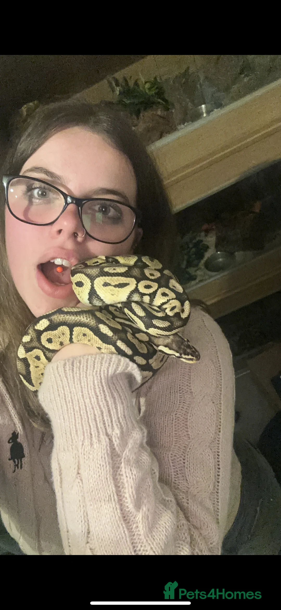 Python Snake reptiles for sale: Male ball python  - Advert 2