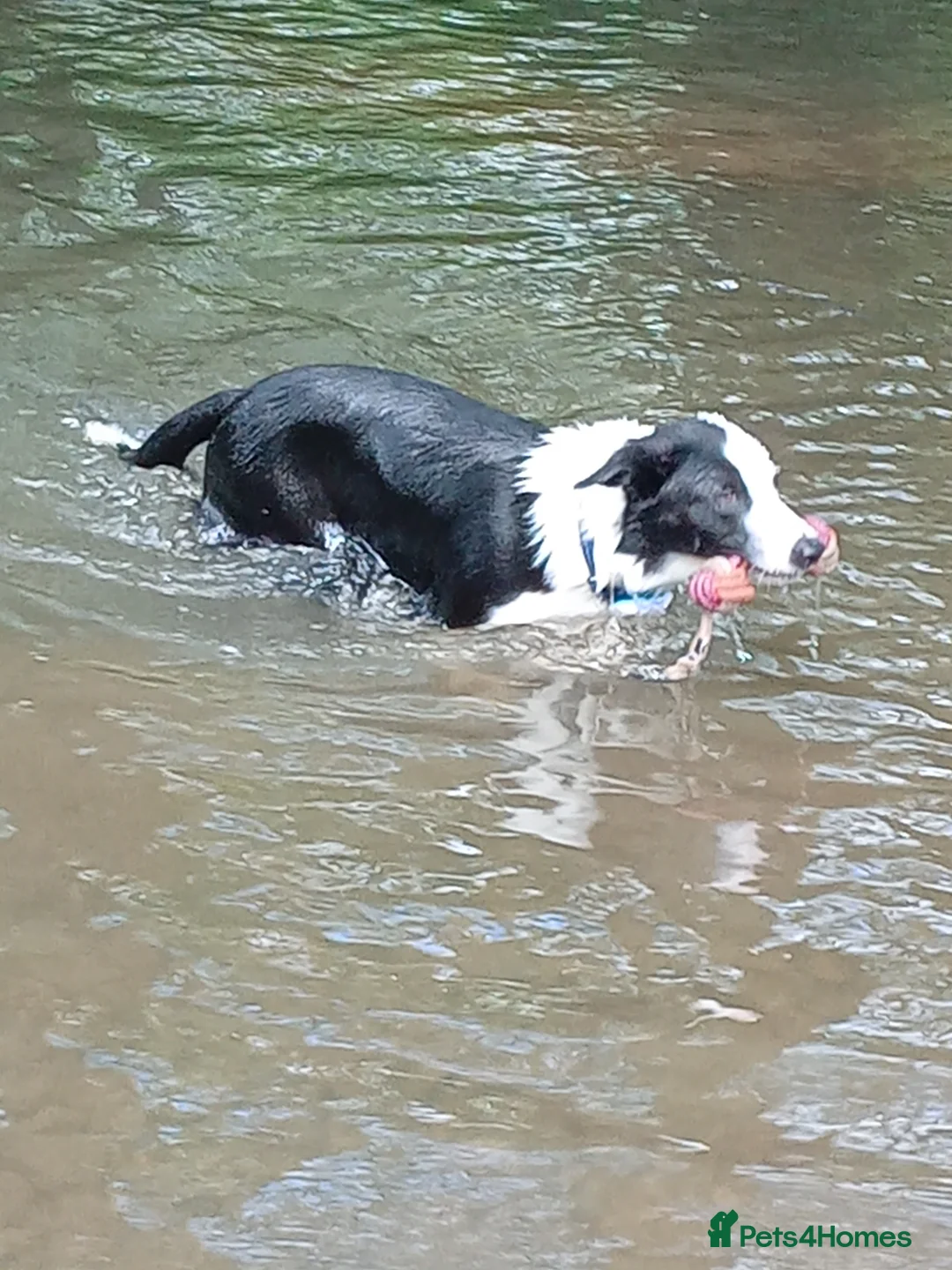 Border Collie dogs for stud: Milo for stud (PROVEN) in Chesterfield - Advert 17