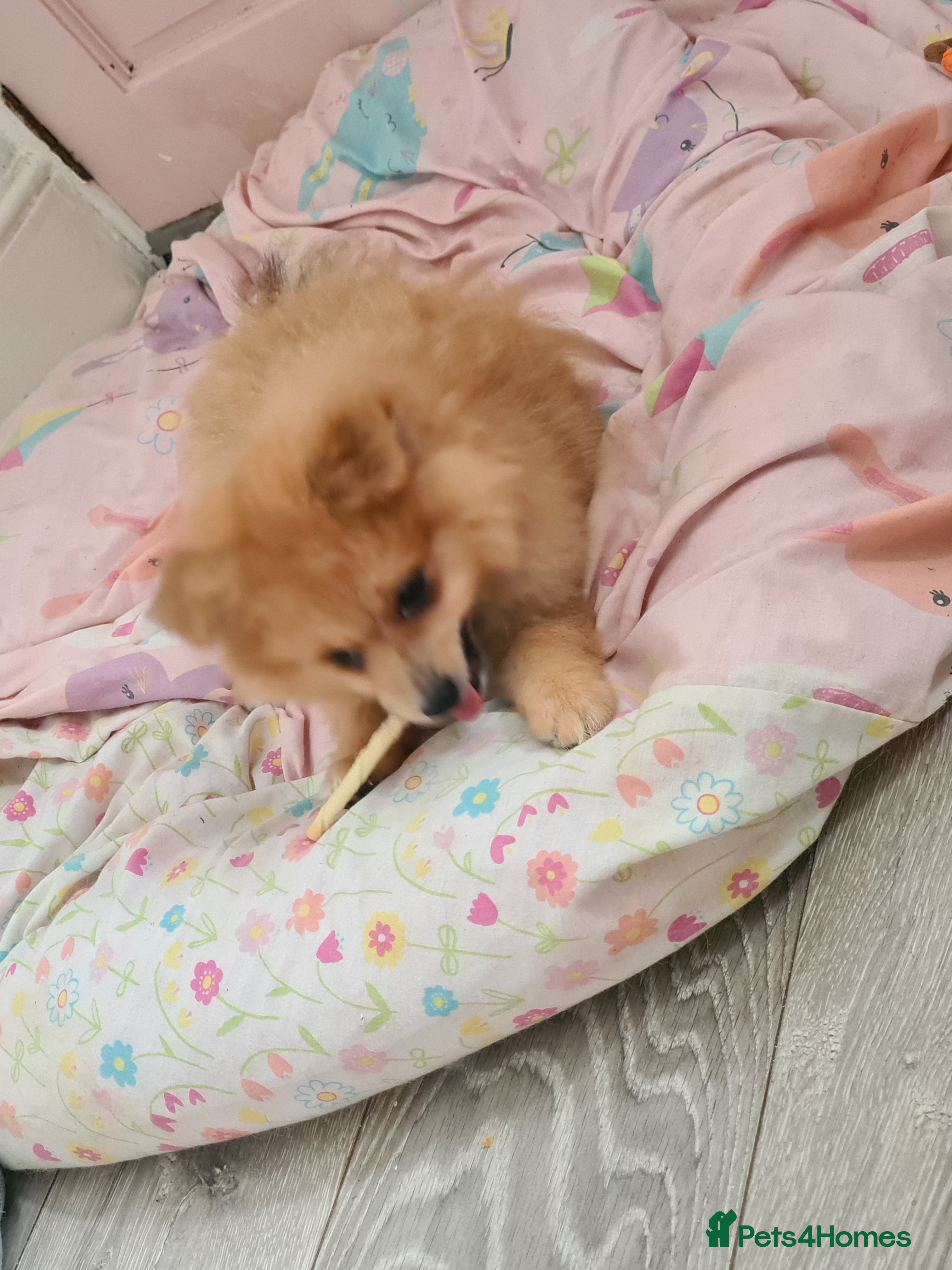 Pomeranian Puppy 3