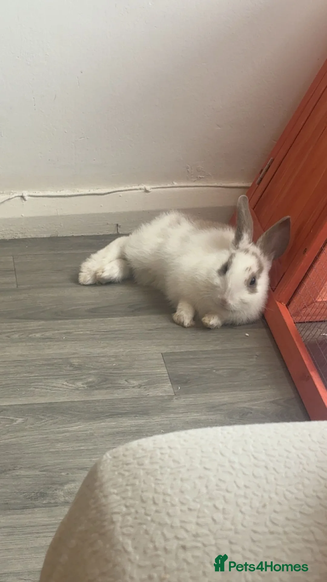 Mixed Breed rabbits for sale: Rehoming my boy and girl rabbit - Advert 2