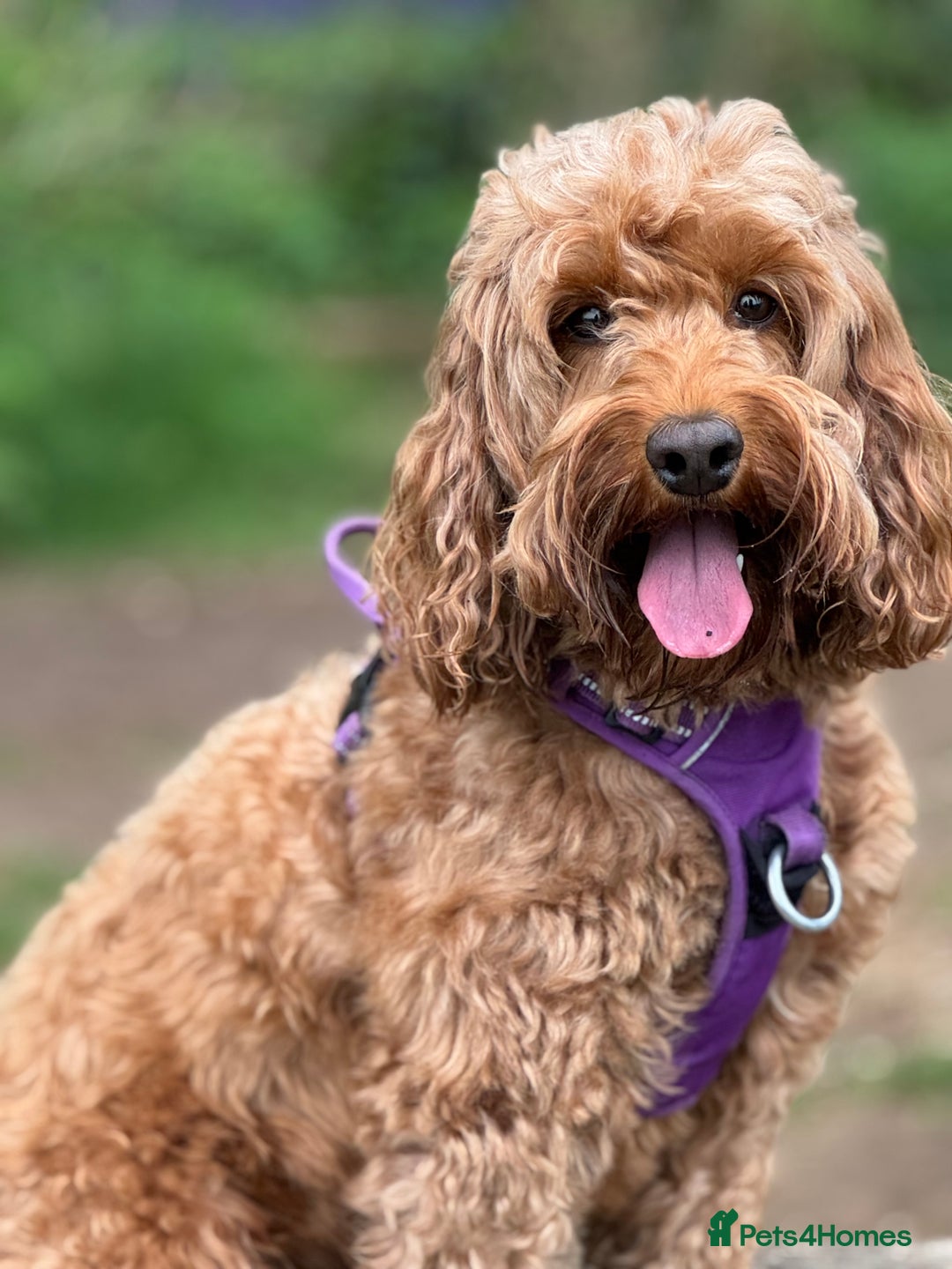 Cockapoo dogs for sale: Cockapoo Litter Due 25th January  - Advert 2