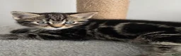 Mixed Breed cats for sale: Beautiful kittens - Advert 14