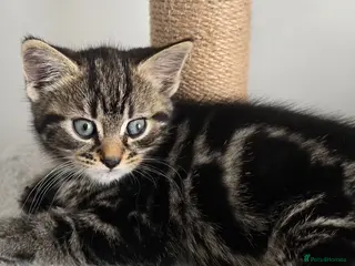 Mixed Breed cats Beautiful kittens - Advert 1