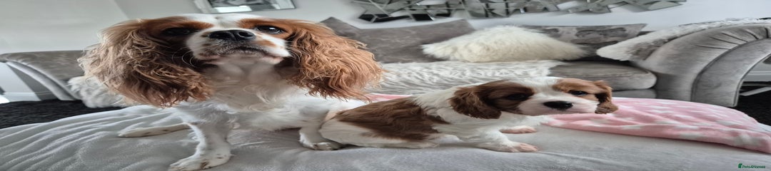 Cavalier King Charles Spaniel Puppy 4