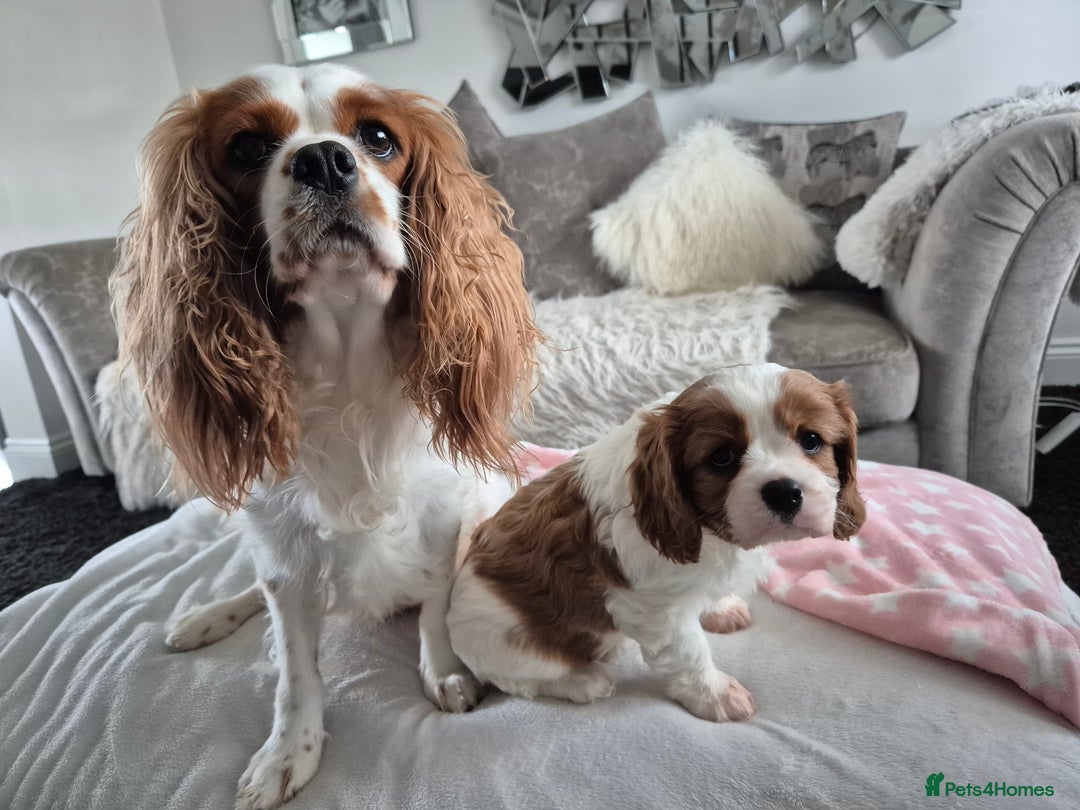 Cavalier King Charles Spaniel dogs for sale: King charles cavalier puppies - Image 4