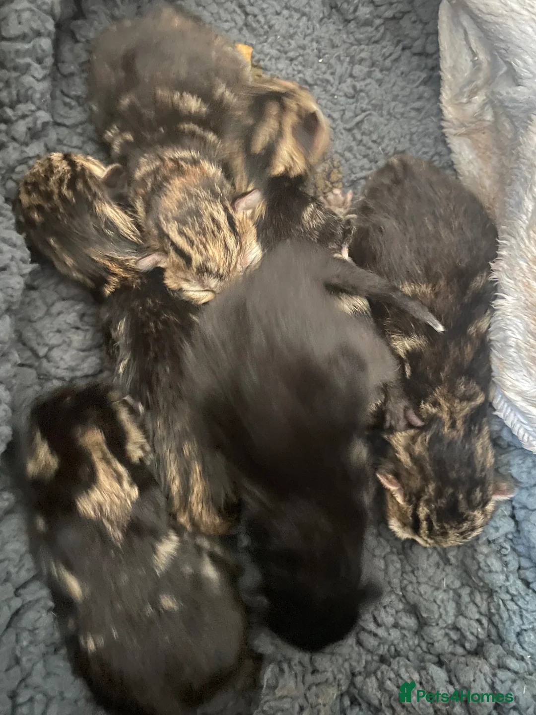 Mixed Breed cats for sale: 6 gorgeous Bombay/Tabby kittys - Advert 3