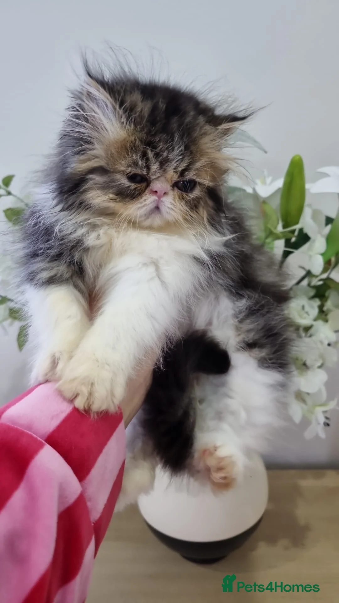 Persian cats for sale: Persian boy  - Advert 2