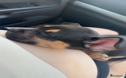 Mixed Breed dogs for sale: Kye 16 weeks old  - Image 12