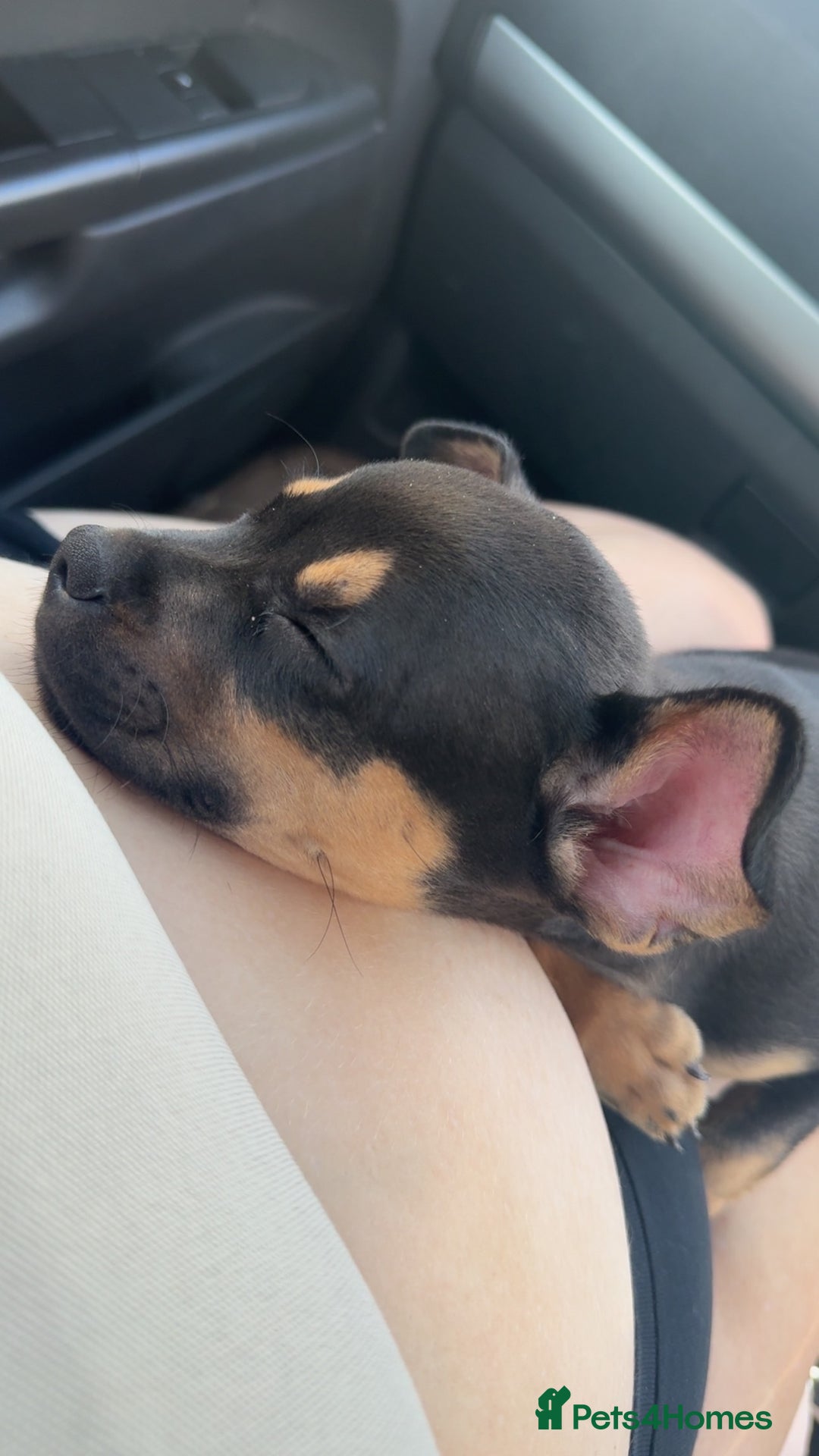 Mixed Breed dogs for sale: Kye 16 weeks old  - Image 12