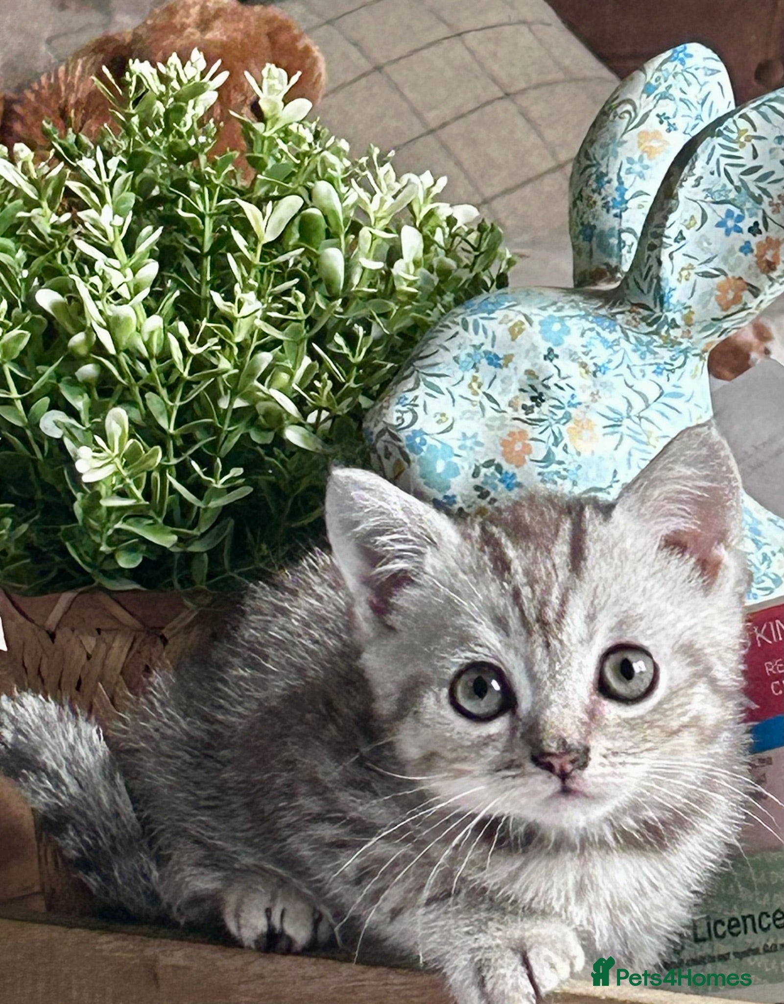 Scottish Fold cats Scottish Straight 4 boys and 3 girls remaining  - Advert 1