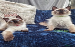 Ragdoll cats for sale: 4 Gorgeous Ragdoll Kittens **Ready to go now** - Image 4