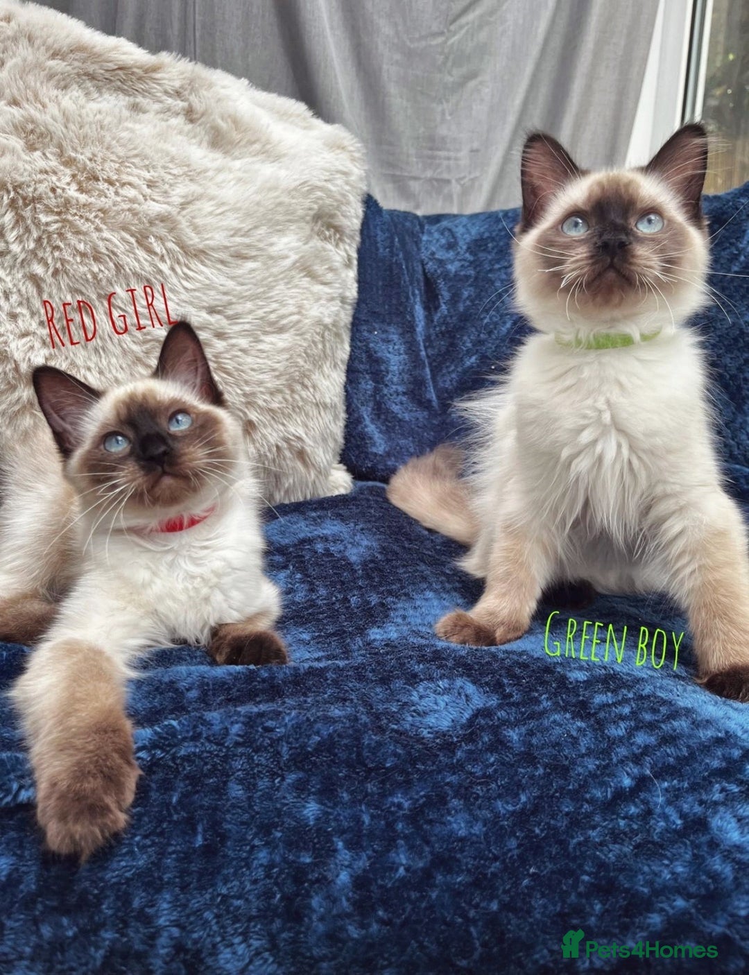 Ragdoll cats for sale: 4 Gorgeous Ragdoll Kittens **Ready to go now** - Image 4