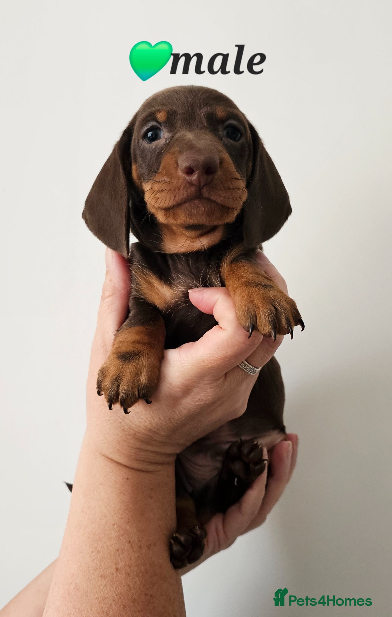 Dachshund dogs Stunning puppies, kc registered parents  - Advert 1