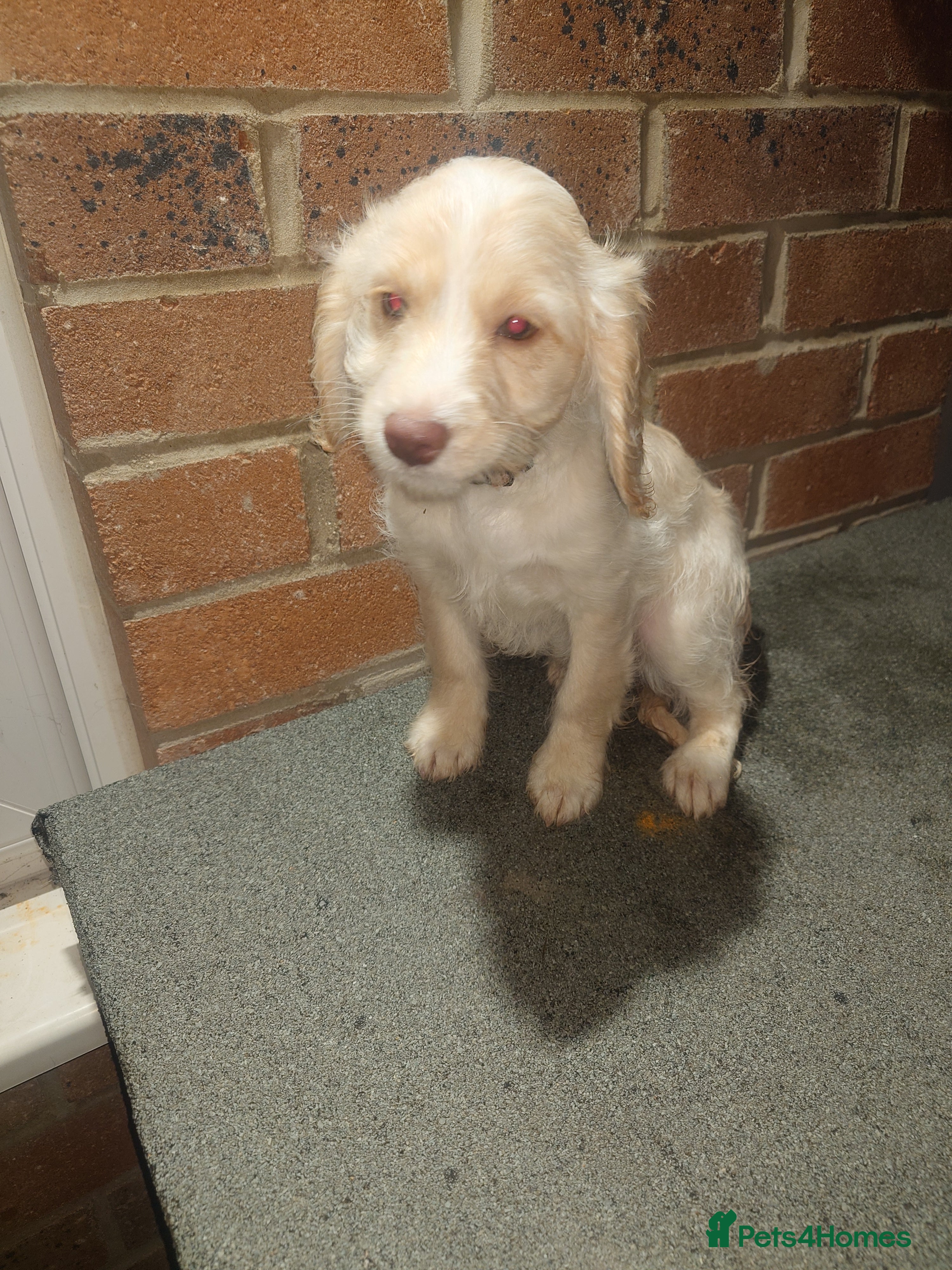 Cockapoo dogs Ready now stunning cockapoo girls - Advert 12