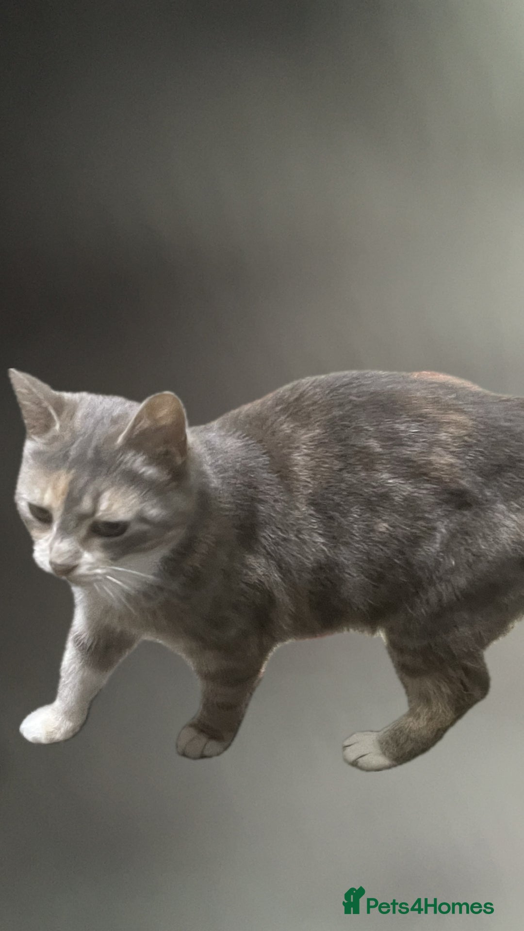Mixed Breed cats for sale: kittens for sale  in Blackburn - Image 2
